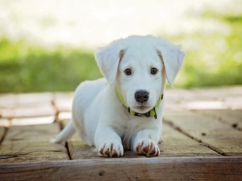 Filhote de Labrador amarelo